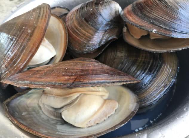 寻找河蚌的栖息地,雌鳑鲏会将产卵管插入河蚌的入水管中,将长圆形的卵