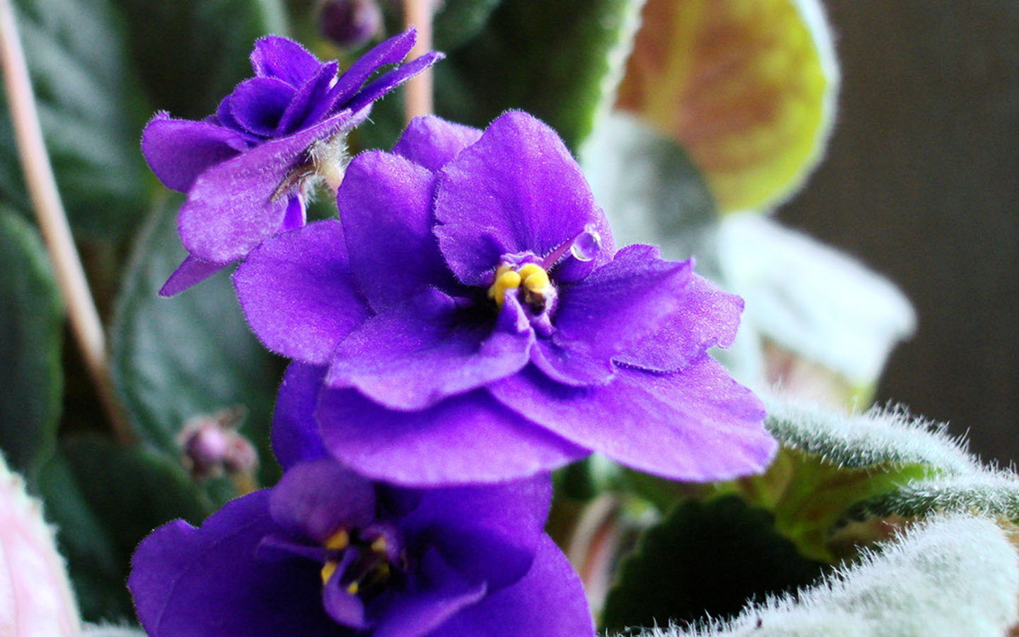 8月1日星座運勢 白羊大膽嘗試 獅子把握先機 摩羯親力親為 星座趣談e Mdeditor