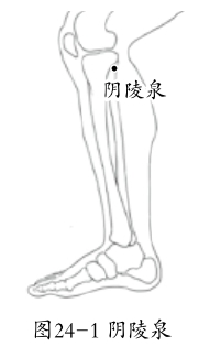 中医介绍：《阴陵泉穴》的精要分析、您需要学习的基础知识！