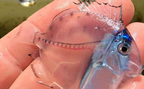 透過皮膚一眼就能看到內髒，這6種透明生物毫無隱私可言