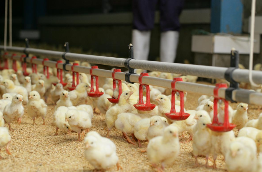 Can the "frozen chicken wings" in the supermarket be eaten?Why is it so cheap?In fact, there is