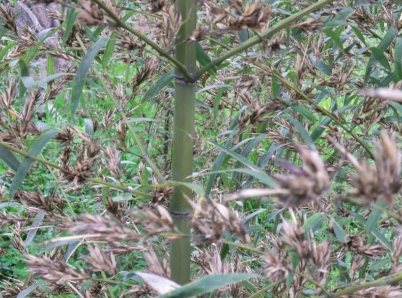 What does the saying "bamboo bloom, move quickly" mean?Why does bamboo