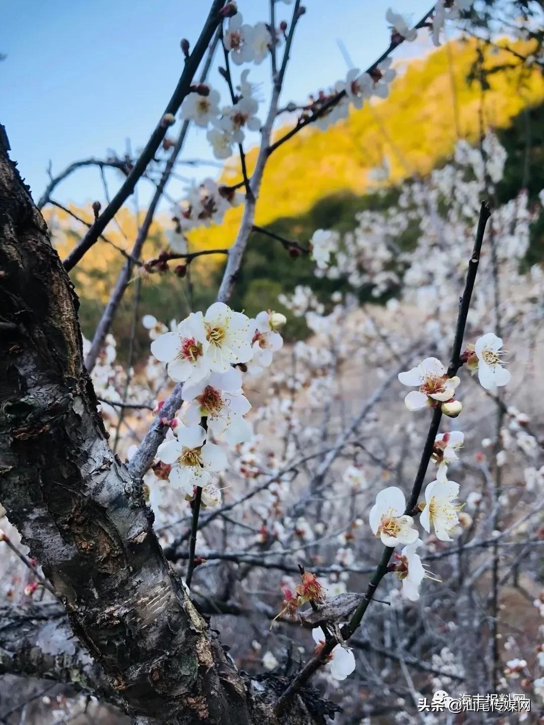 太美了！海丰这里藏着一大片白色如雪的梅花海，竟没人知道…