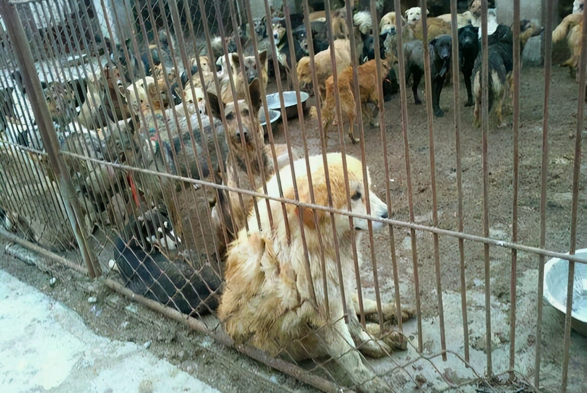 Why is the Chinese Country Dog banned iNEWS