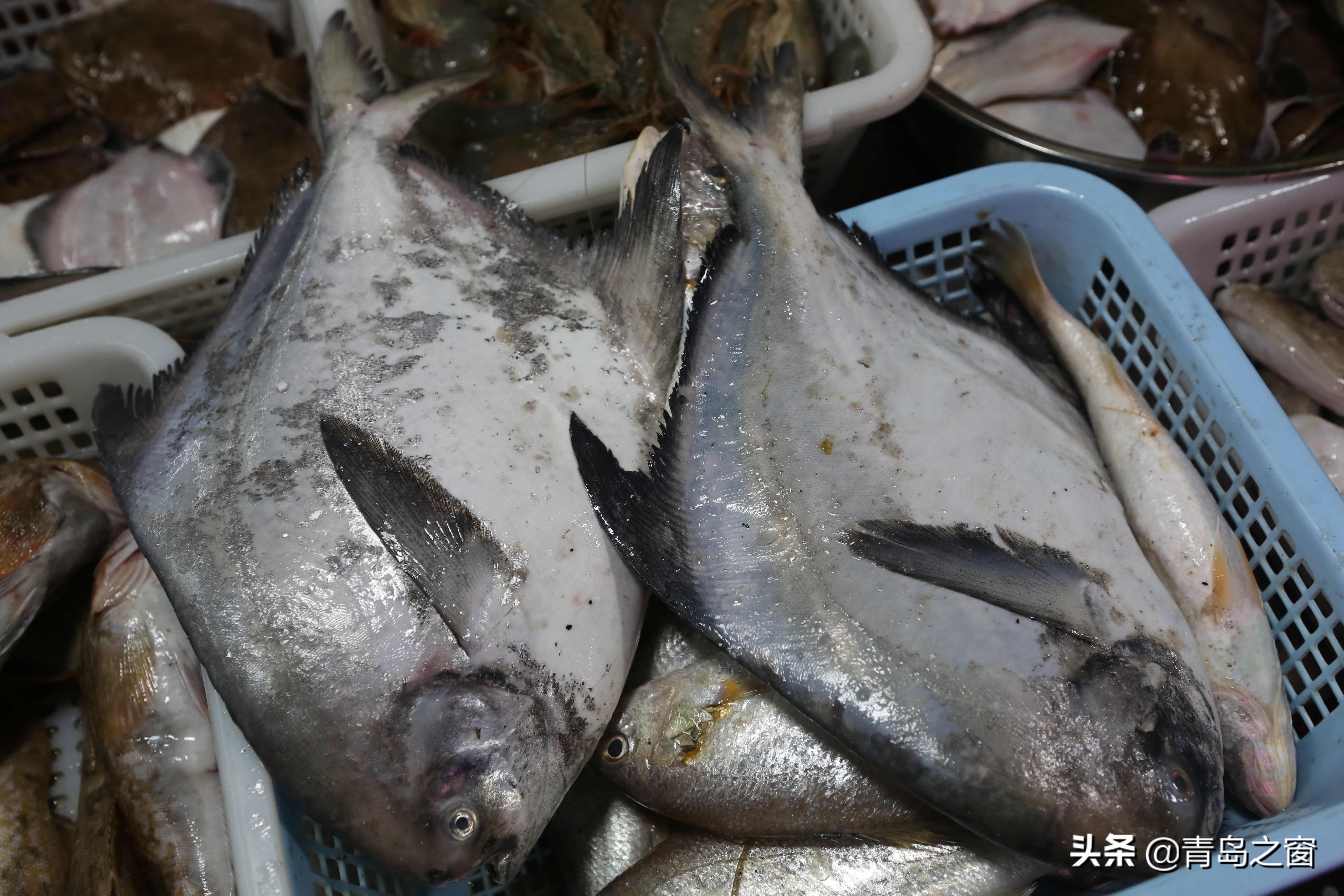 银鲳鱼多少钱一斤鲳鱼有几个品种金鲳鱼多少钱
