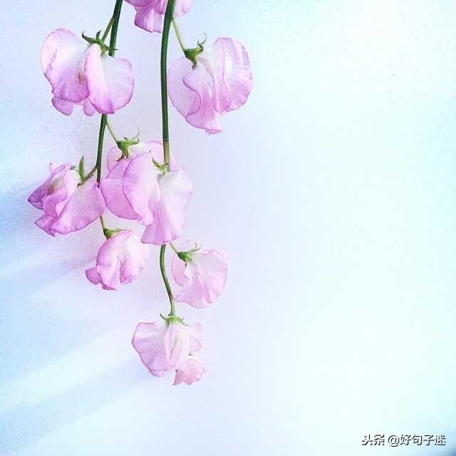 最好最简短的唯美句子 励志的句子致自己简短图片