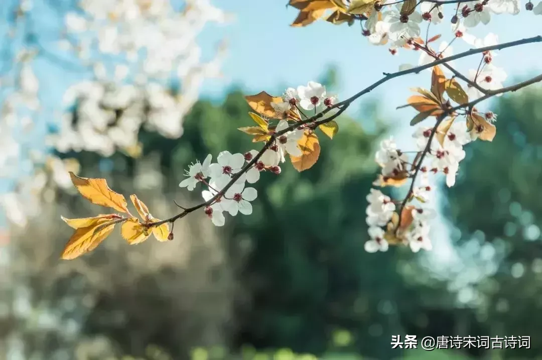 诗人对田园之乐心向往之-第5张图片-非凡网 诗人对田园之乐心向往之-第5张图片-非凡网