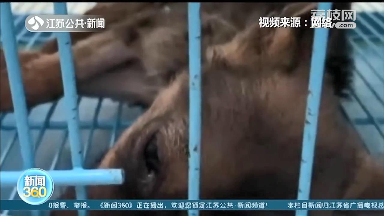 苏州邮管局回应中通宠物盲盒事件：动物已做无害化处理