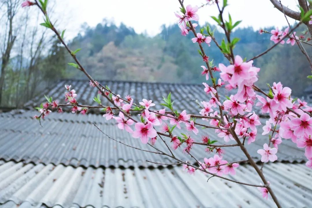 6首最美桃花诗词：桃之夭夭，惊艳了整个春天-第3张图片-非凡网