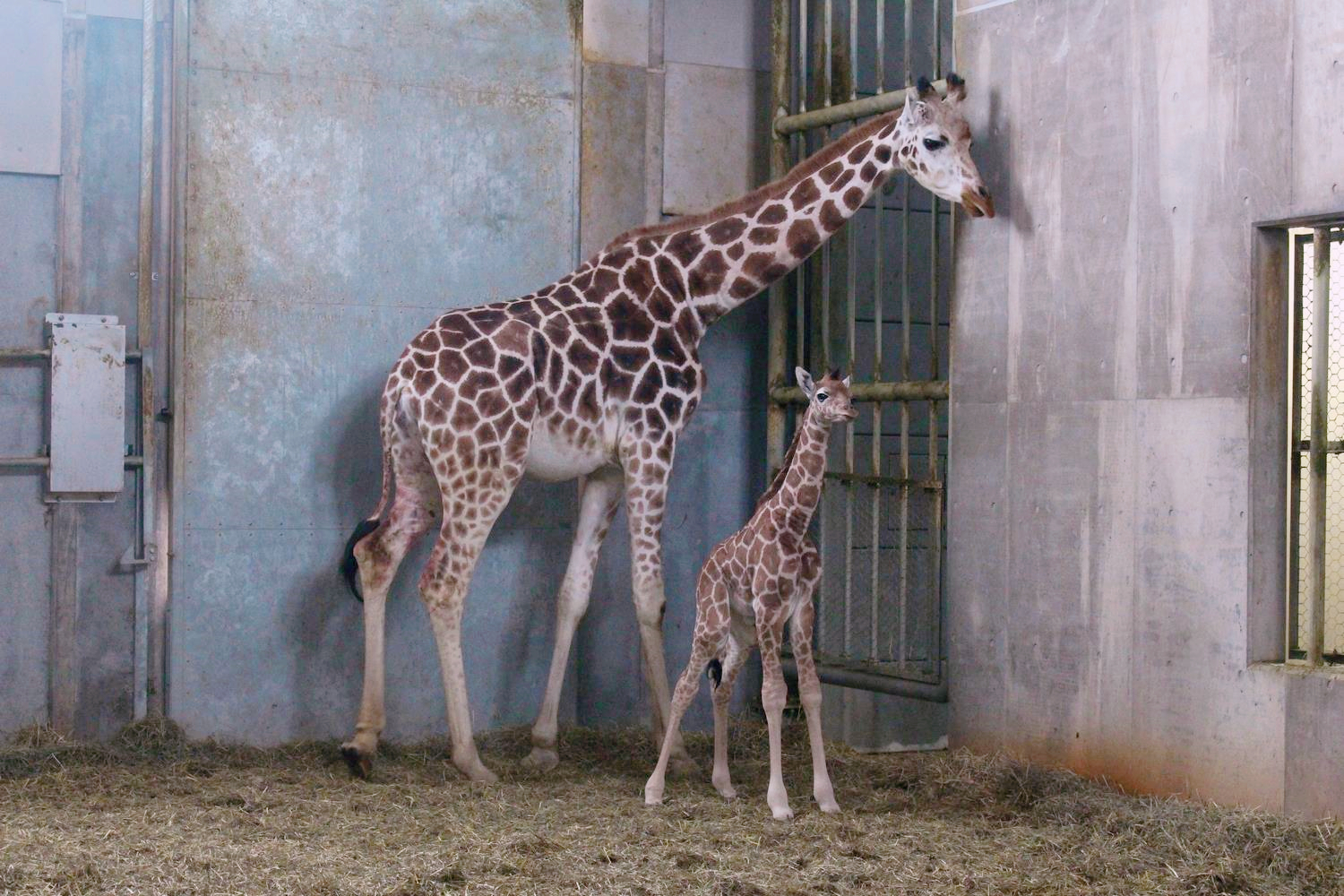 北海道旭山動物園 動物大放異彩 只因為有正確的經營發展理念 愛觀察的豬 Mdeditor