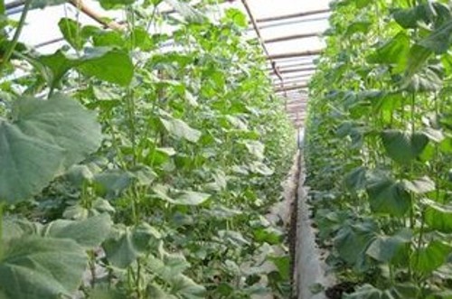 哈密瓜怎么種植 哈密瓜的種植方法