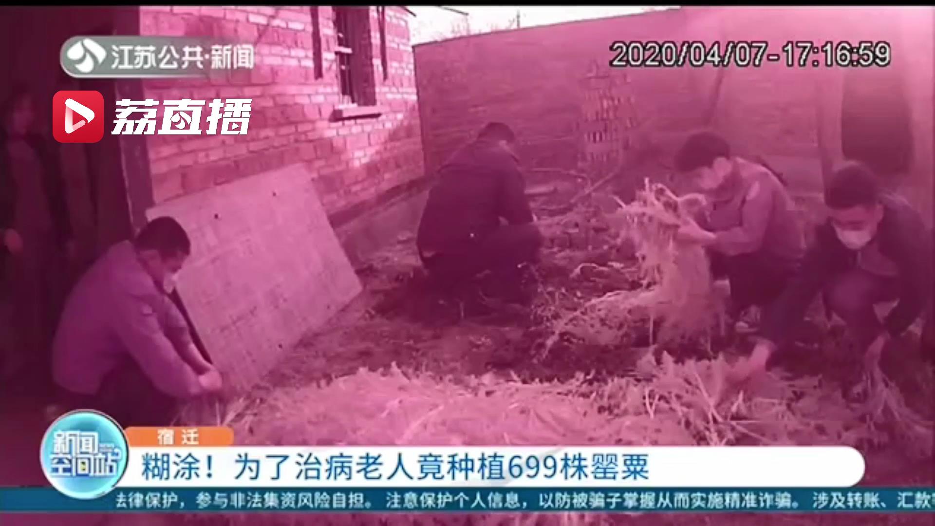 糊涂！宿迁一老人为了治病听信流言种植699株罂粟