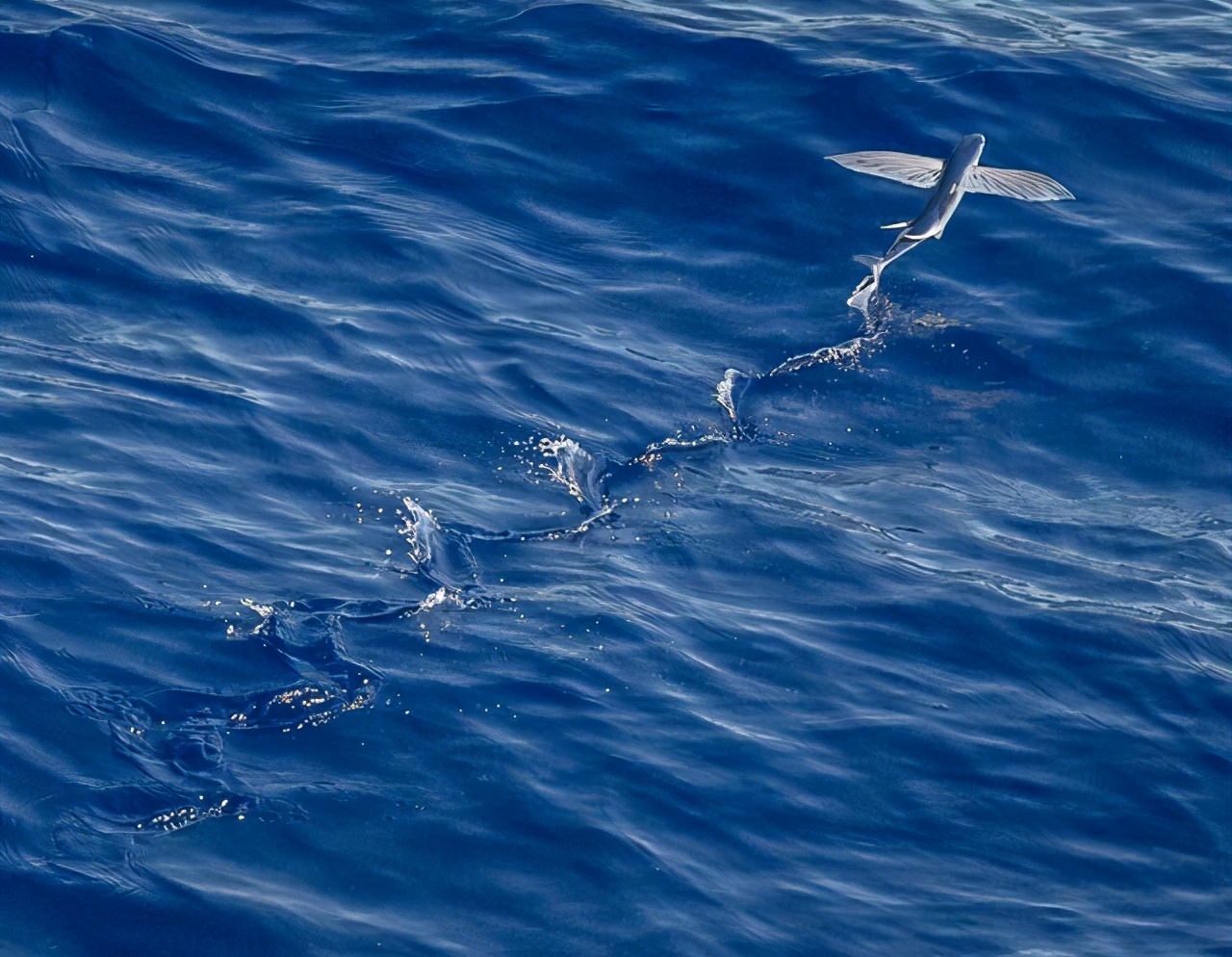 悲慘的飛魚(yú)：即使學(xué)會(huì)了飛行，逃到天空，依然會(huì)被海鳥(niǎo)吃掉