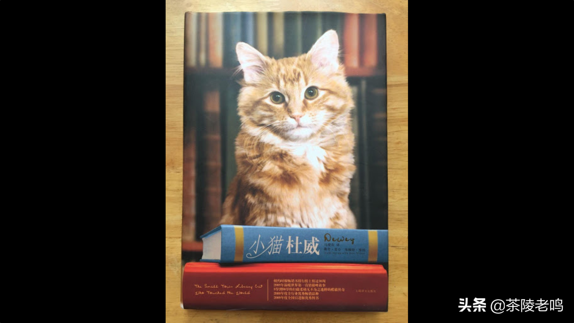 小貓杜威，人世間最溫暖的貓