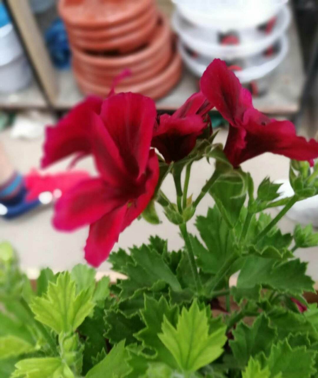 4 kinds of flowers are offseason now. Buying home means paying the "IQ tax". iNEWS