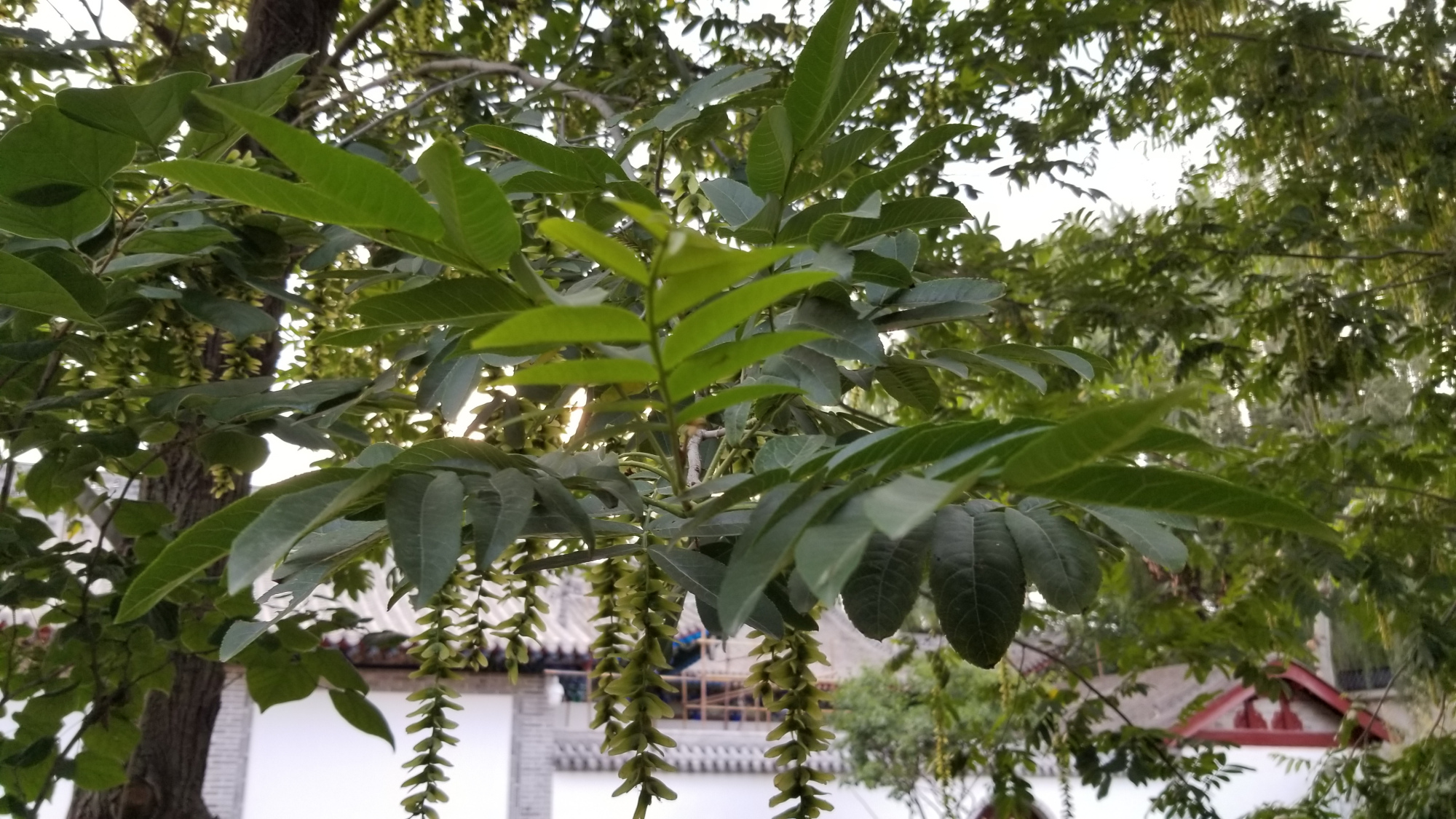 盛夏時節觀麻柳 - 頭條匯
