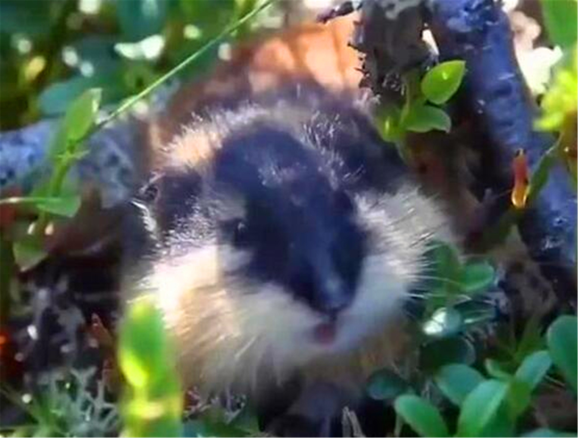 新疆30万只老鼠，突然集体跳崖自杀，专家得出的