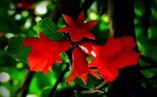 全國(guó)56個(gè)城市的市花，你是否全都了解？