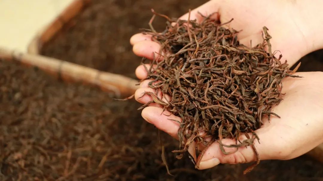 茶葉過了保質期還能喝嗎？六大茶類的保質期各是多久？