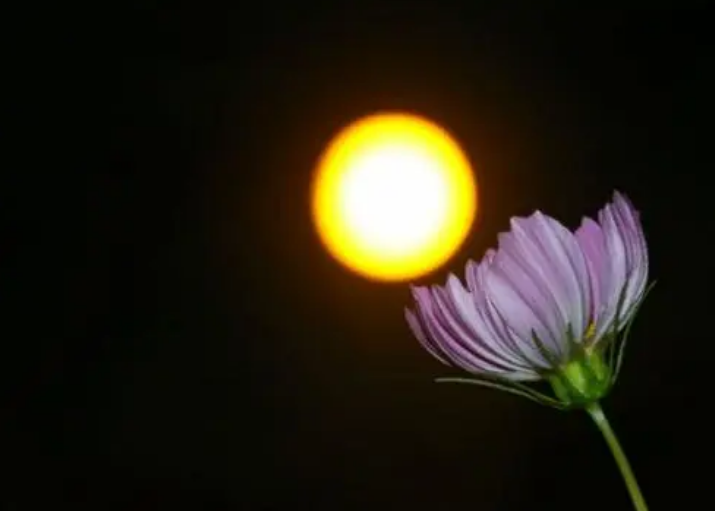 又听虫鸣，十二首闻蛩的诗词，在古诗词中临风听虫鸣-第21张图片-非凡网