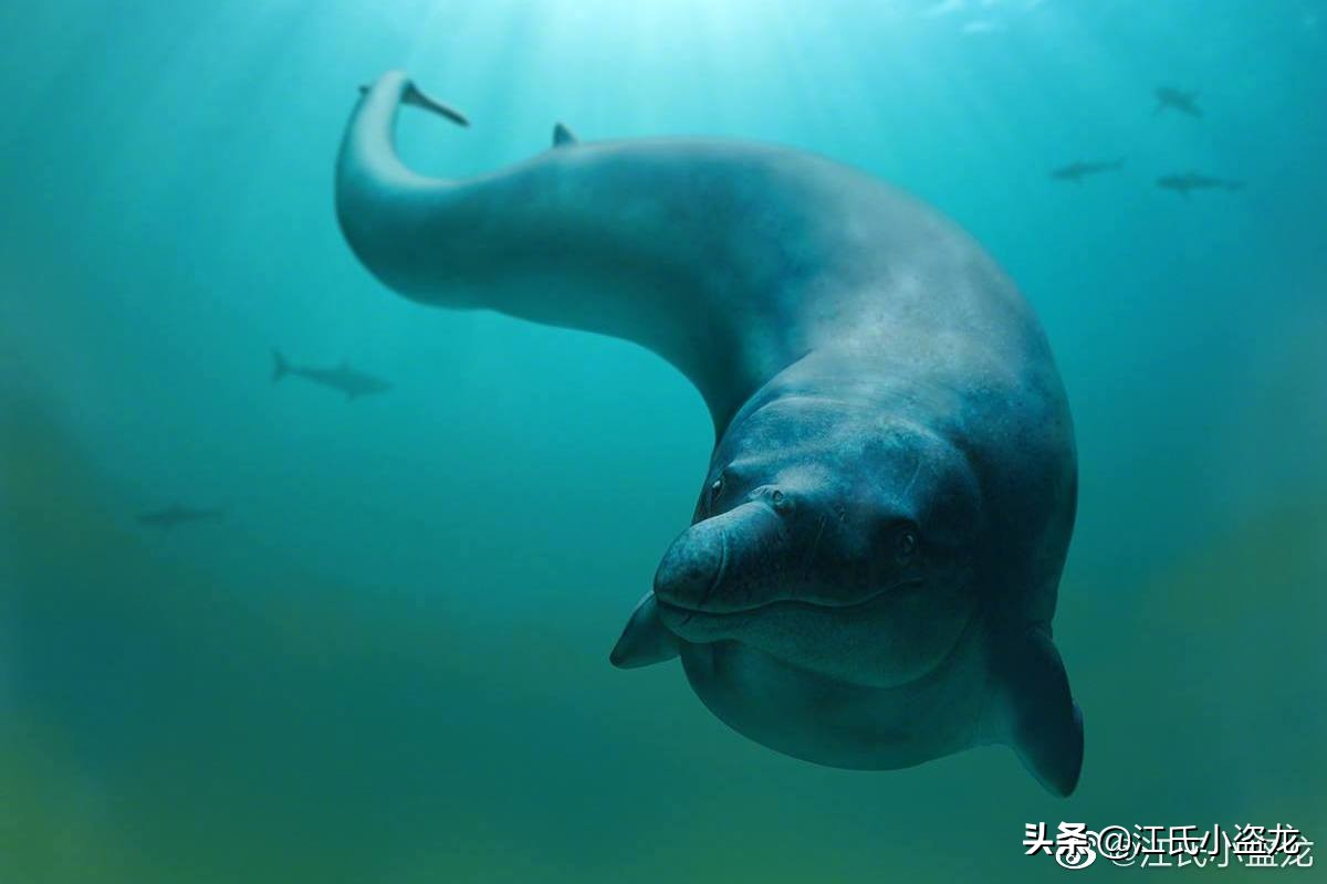 鯨魚(yú)的鼻孔怎么跑到頭頂上的？