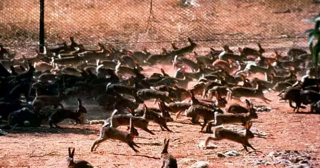Australian Rabbit Wars for a hundred years, hundreds of billions of