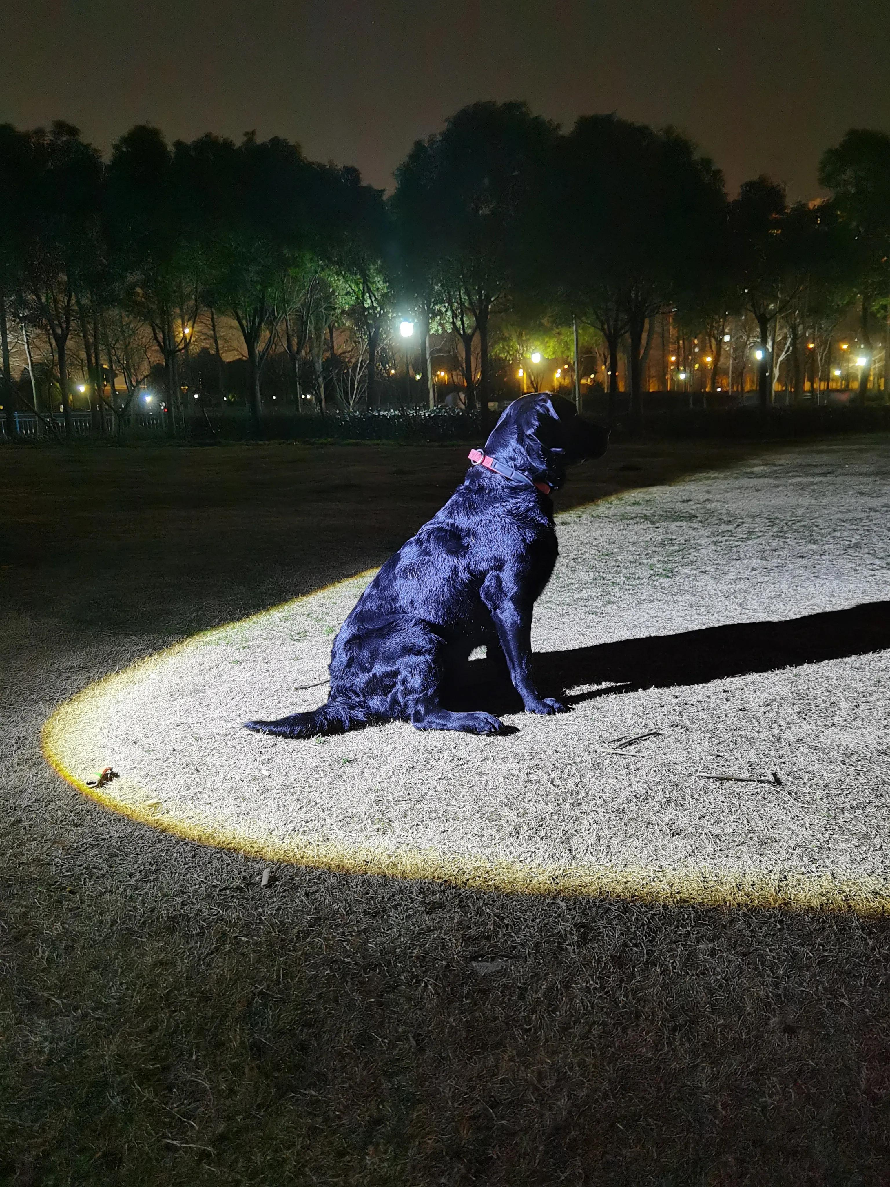 你准备好养宠物了吗，近4年养宠经验带你入门成为合格主人