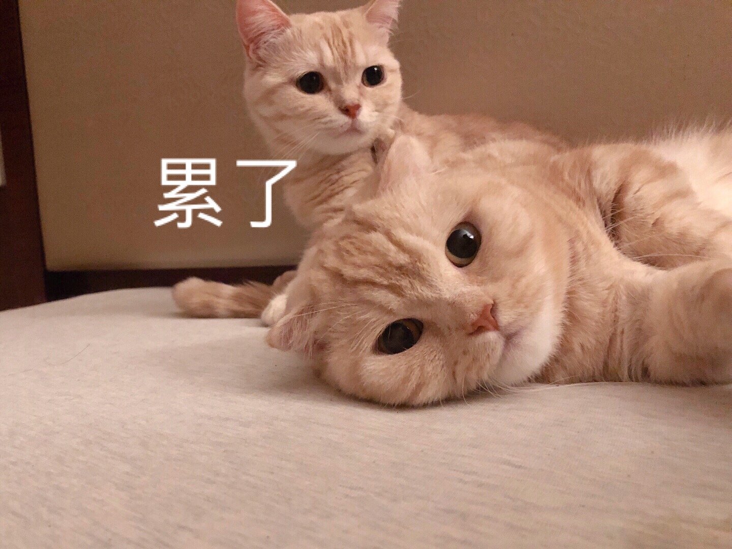 Special expression hires person of 12.18 Piao cooked rice, which have the boy or girl friend cooked rice is aromatic