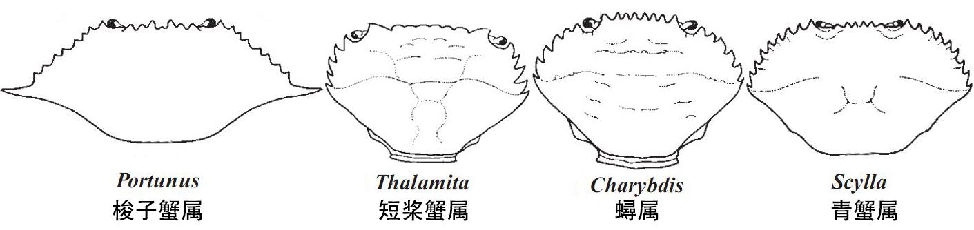 蟹考記（二）——圖鑒全球各種常見(jiàn)食用蟹A