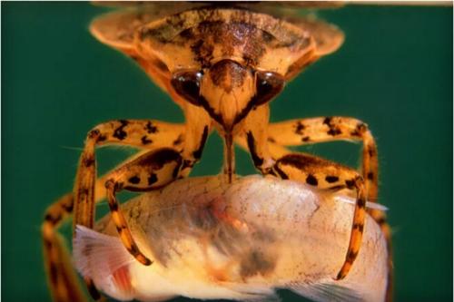 水下最强战力昆虫——大田鳖，连水蛇都是它们的盘中餐