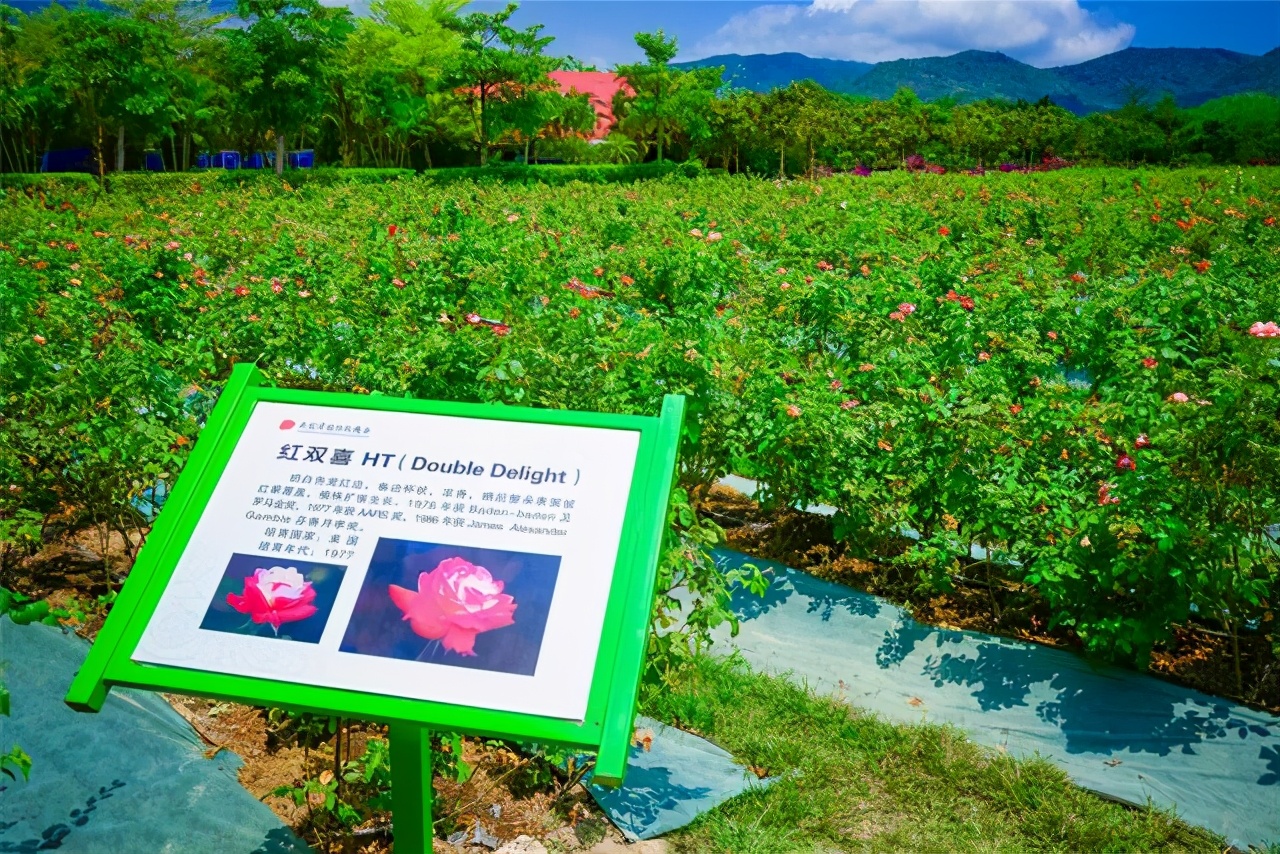 冬天旅行首选目的地，三亚吃喝玩乐全攻略，给你最悠闲的海岛时光