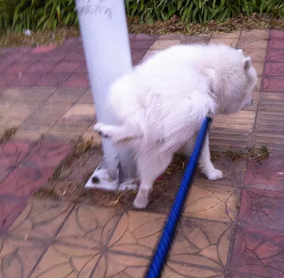 关于狗子的21个神奇冷知识，知道一半的都很了不起