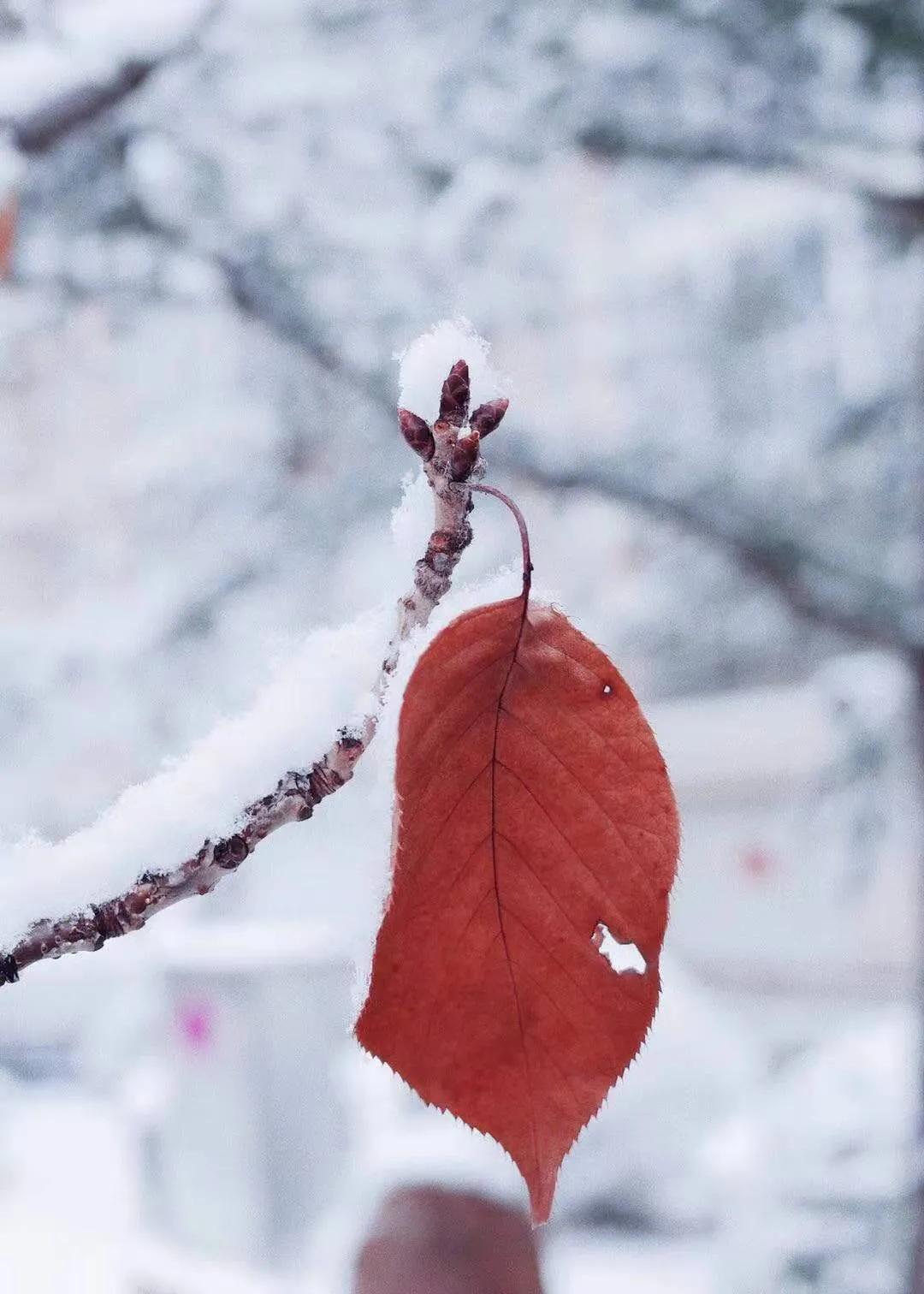 Snow fell, such scene that pat snow that but too beautiful