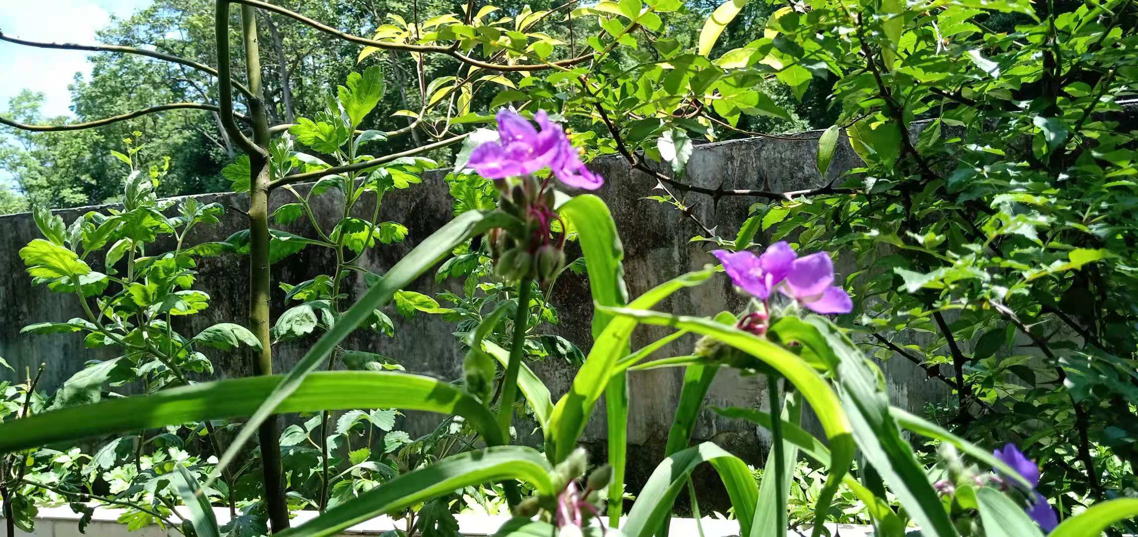 七绝 赏夏花-第2张图片-非凡网
