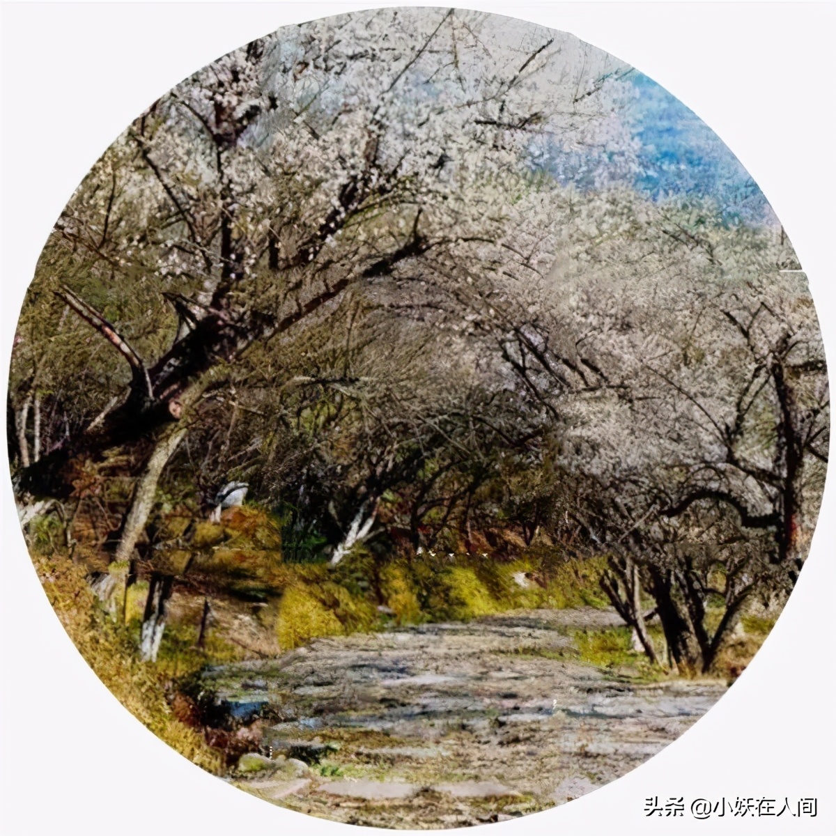 暮冬 小妖在人間 Mdeditor