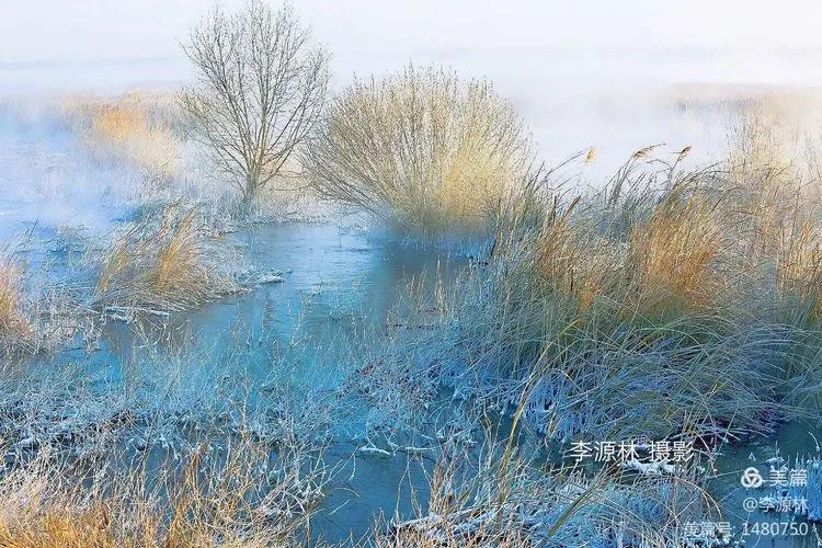 寒烟轻笼，白鹤戏水，民勤石羊河国家湿地公园宛如仙境一般