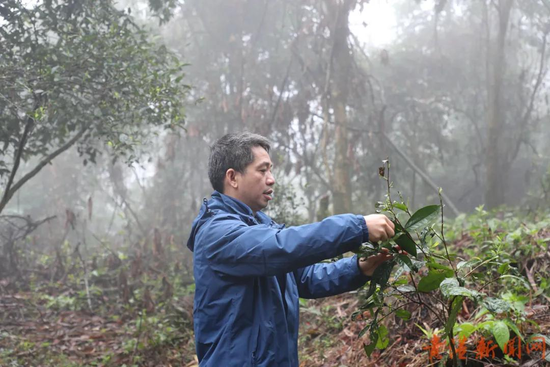 探访藏在高山云雾里的珍稀野生始祖茶