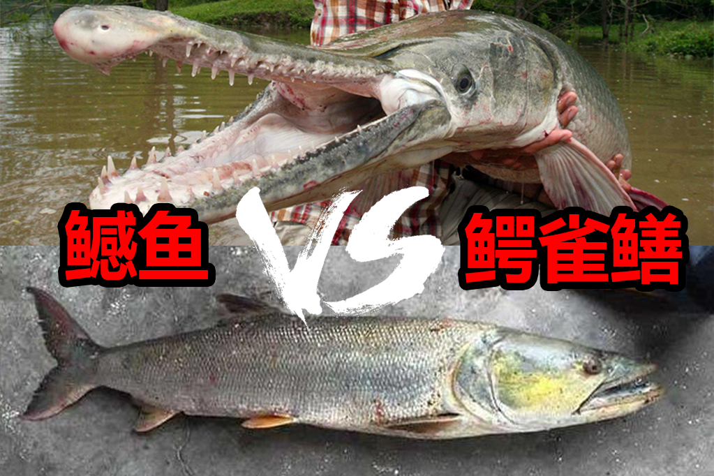 都曾“稱(chēng)霸一方”，這場(chǎng)霸主間的較量：鳡魚(yú)和鱷雀鱔，孰強(qiáng)孰弱