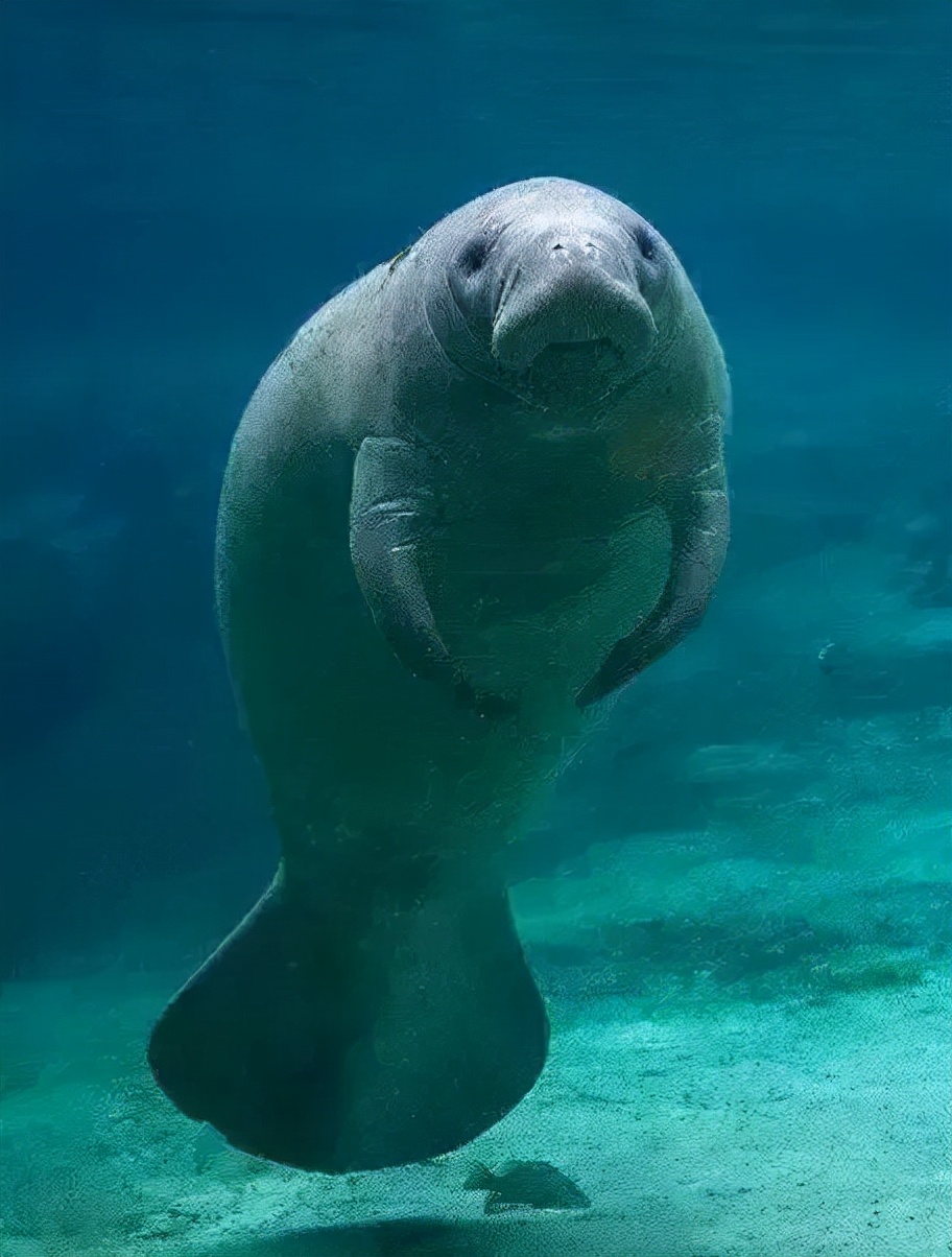 海豹 海狮 海狗 海象 海牛 你拎的清几个 资讯咖