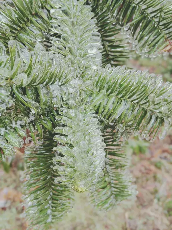 不用去看故宫的雪！钱塘江畔的冰雪霸屏了……美翻了整个江南！