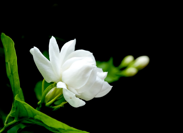好一朵茉莉花，12首茉莉花的诗词，茉莉花开香满院-第3张图片-诗句网