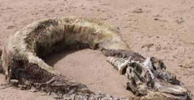 释疑解惑：古代上那么多的坠龙事件都是真的吗？？