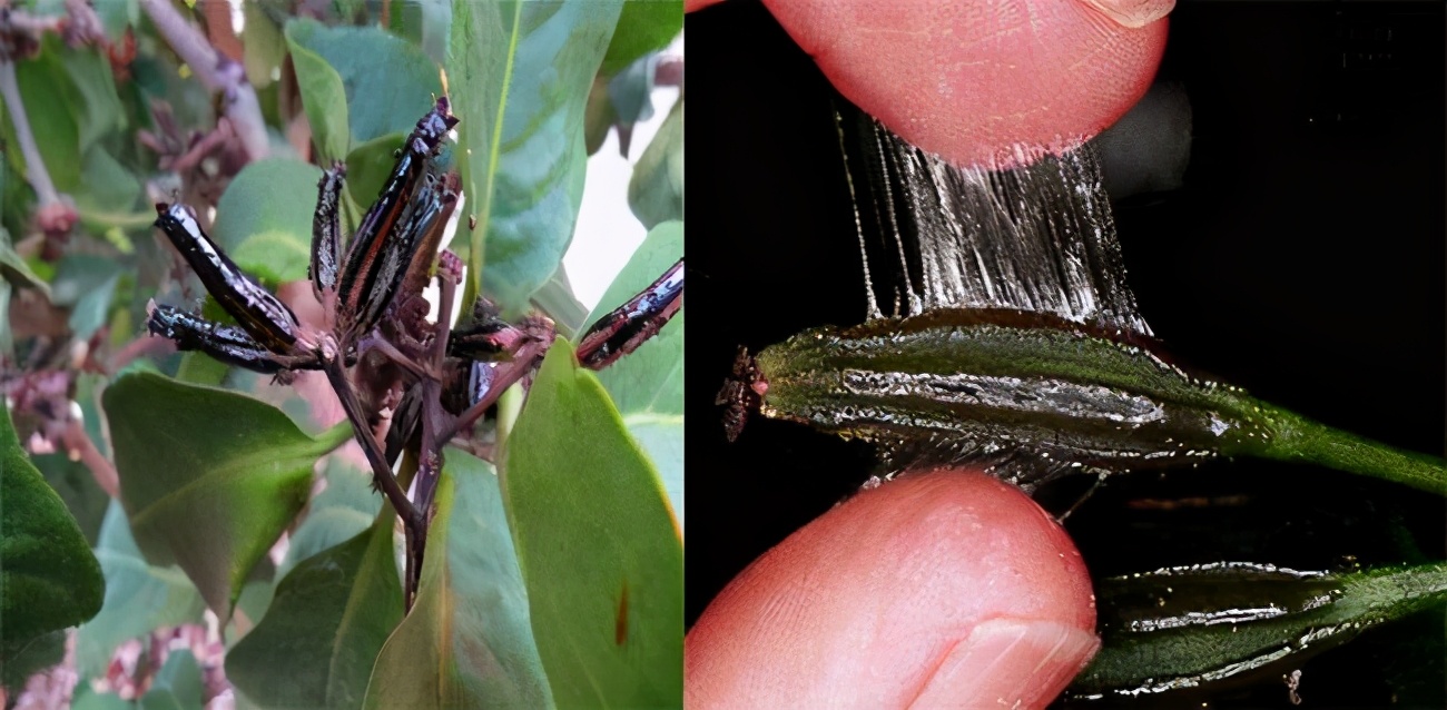 How terrible are species that have been biased by evolution?Birding