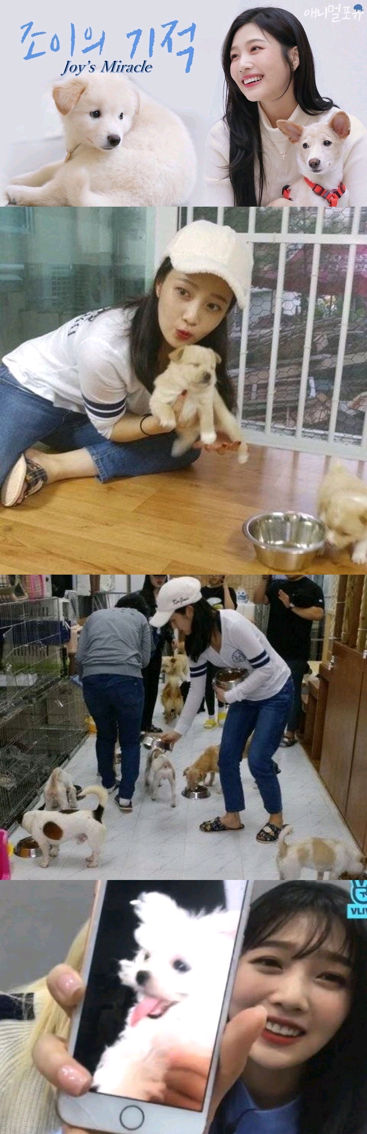 金希澈發言被遺棄動物協會批評：這樣做是把流浪狗趕到死角地帶