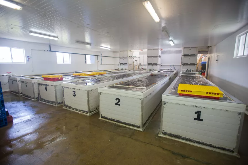 澳大利亚：龙虾被卡脖子，那就给鲍鱼提价，给