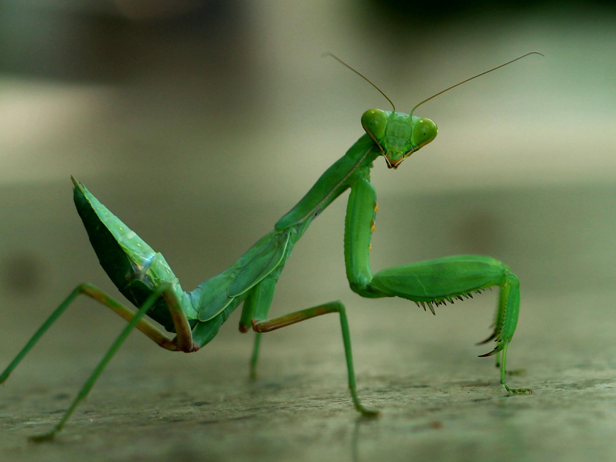 生物科普为什么有一些雄性螳螂交配后就被吃掉它们干嘛不逃跑