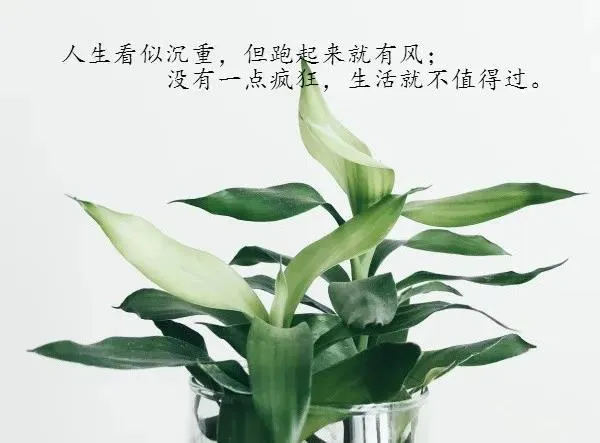 适合发朋友圈人生感悟的经典语录 精辟有哲理