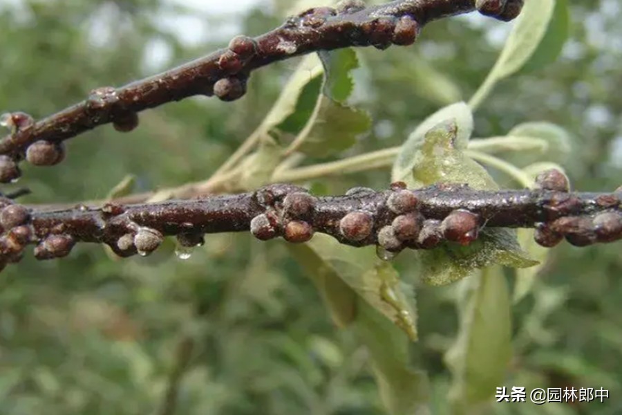 5月份，蚧壳虫防治进入关键期，这个时机一定要抓住-第6张图片-农百科