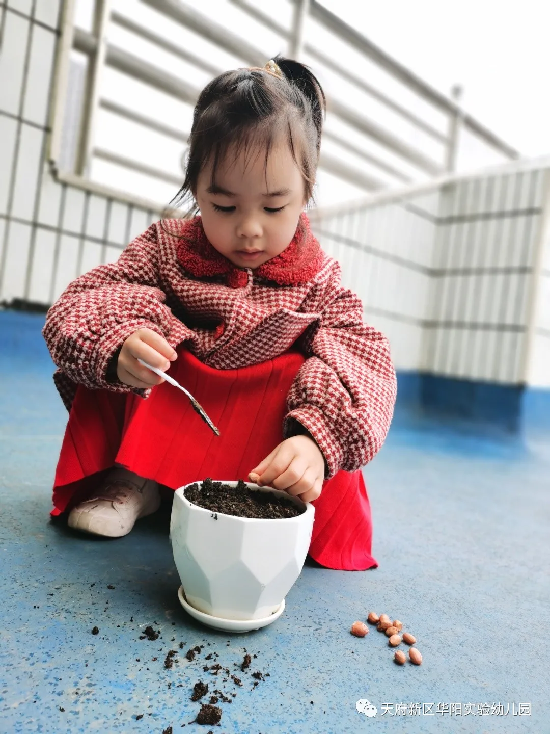 苏醒的种子 萌动的春天丨天府新区华阳实验幼儿园植物育成记