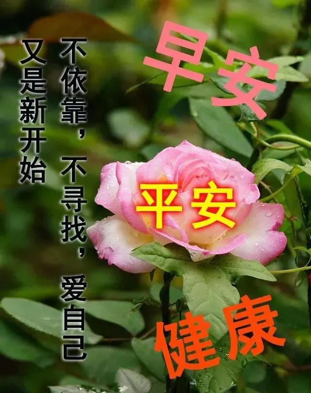 好看的早上好的祝福语图片大全，唯美早上好动态表情包图片